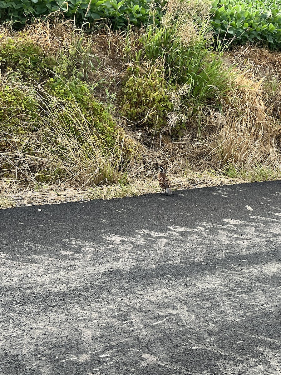 Northern Bobwhite - ML639025093