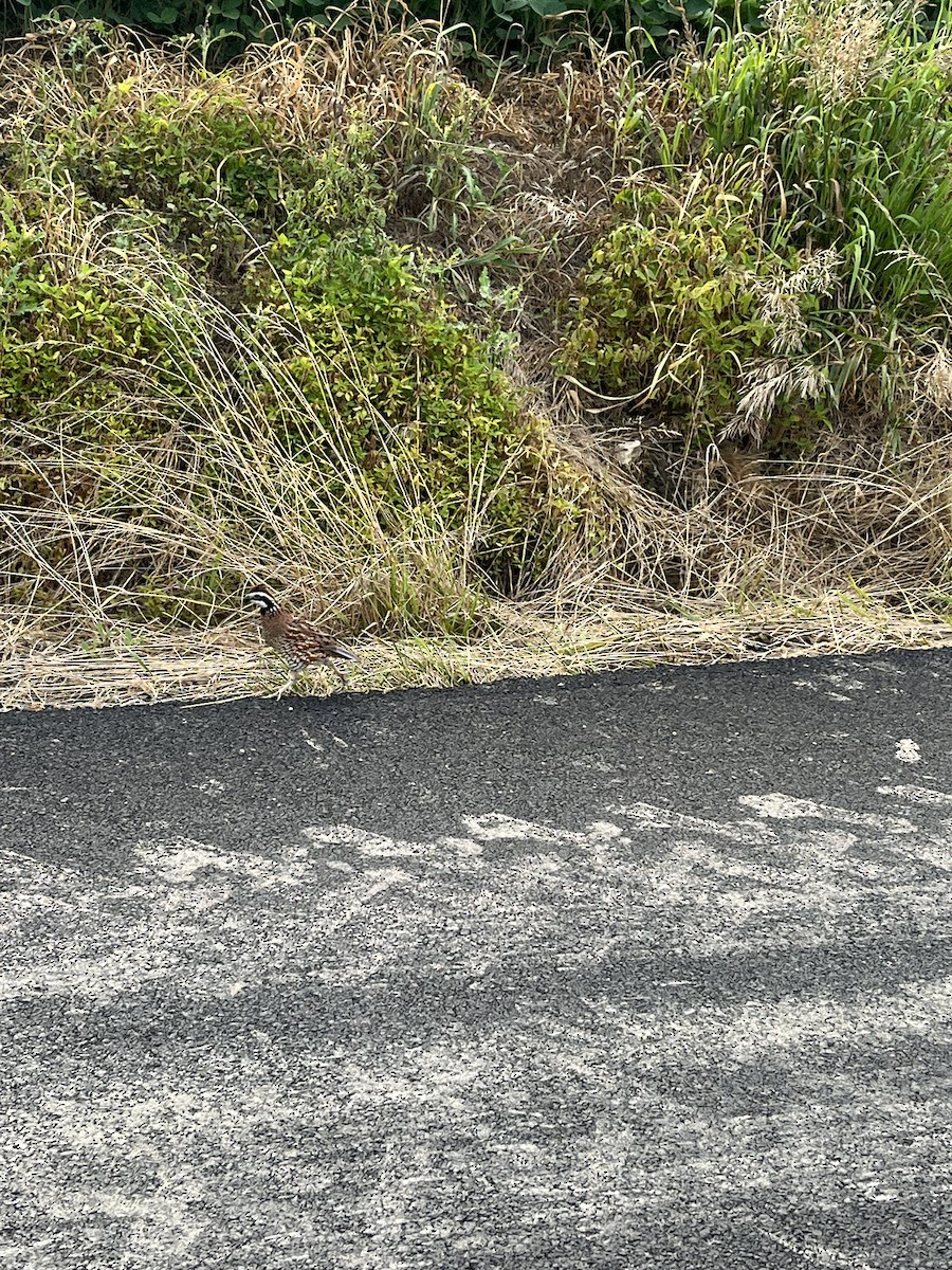 Northern Bobwhite - ML639025094