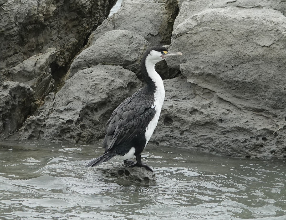Pied Cormorant - ML639025142