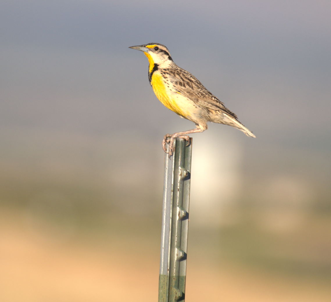 Chihuahuan Meadowlark - ML639025166