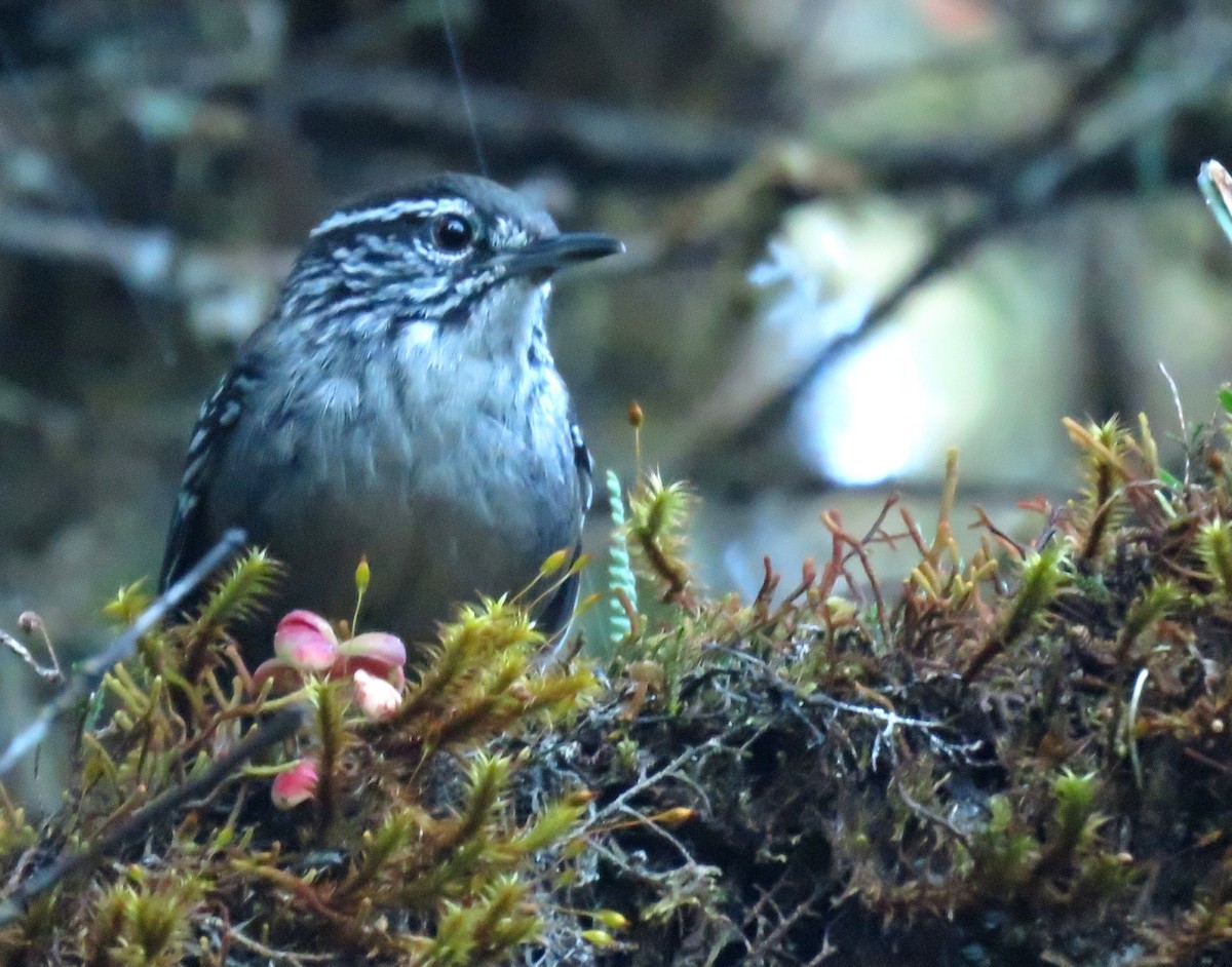 Bar-winged Wood-Wren - ML639025207
