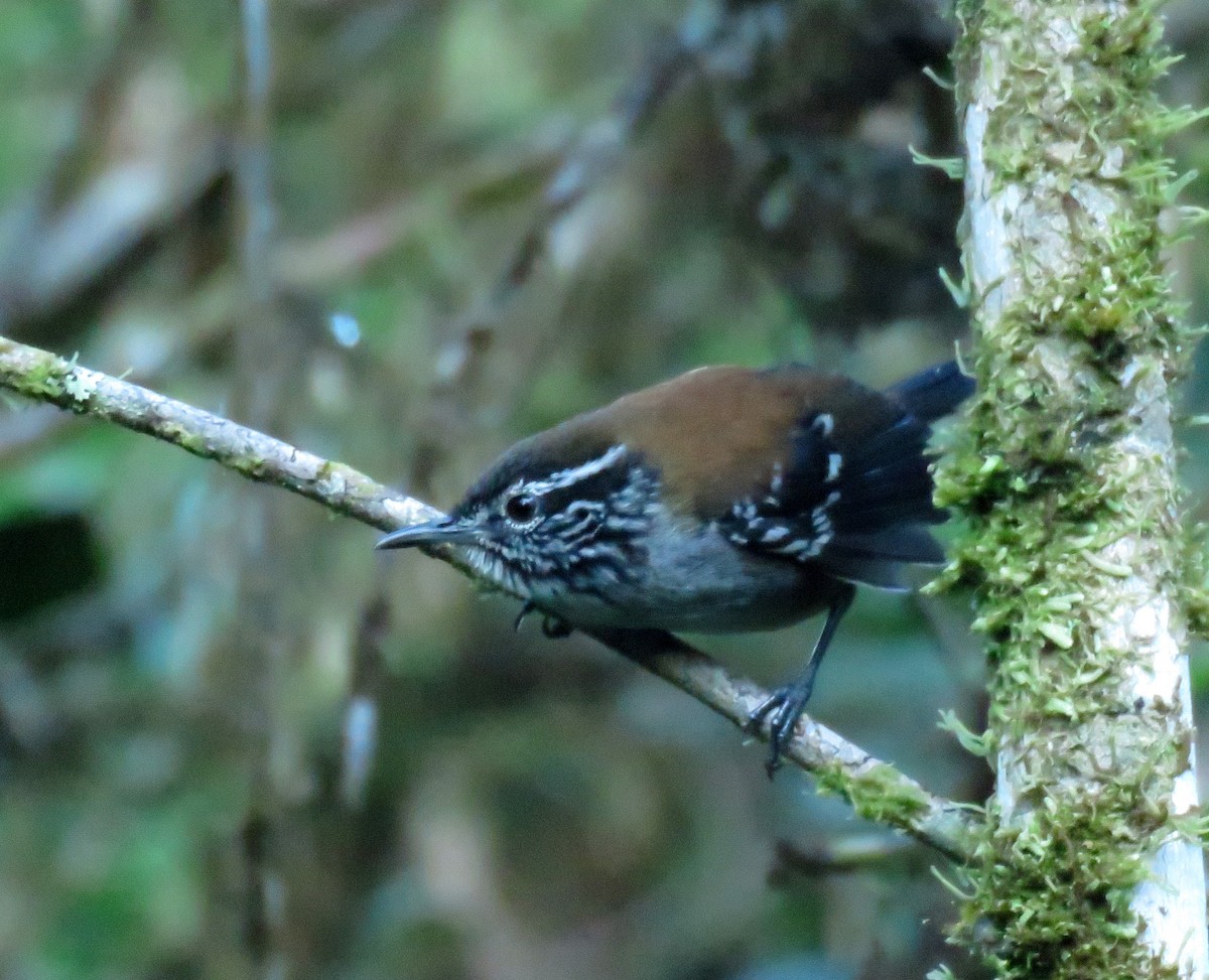 Bar-winged Wood-Wren - ML639025208