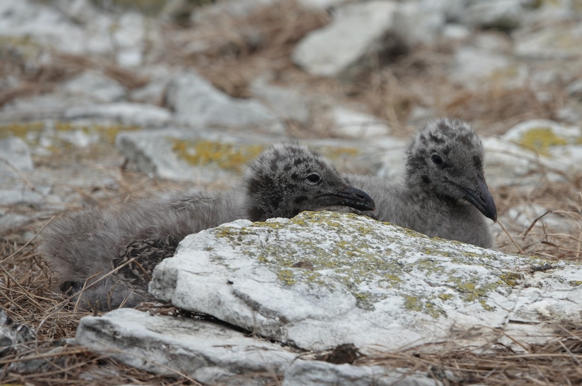 Kelp Gull - ML639025212