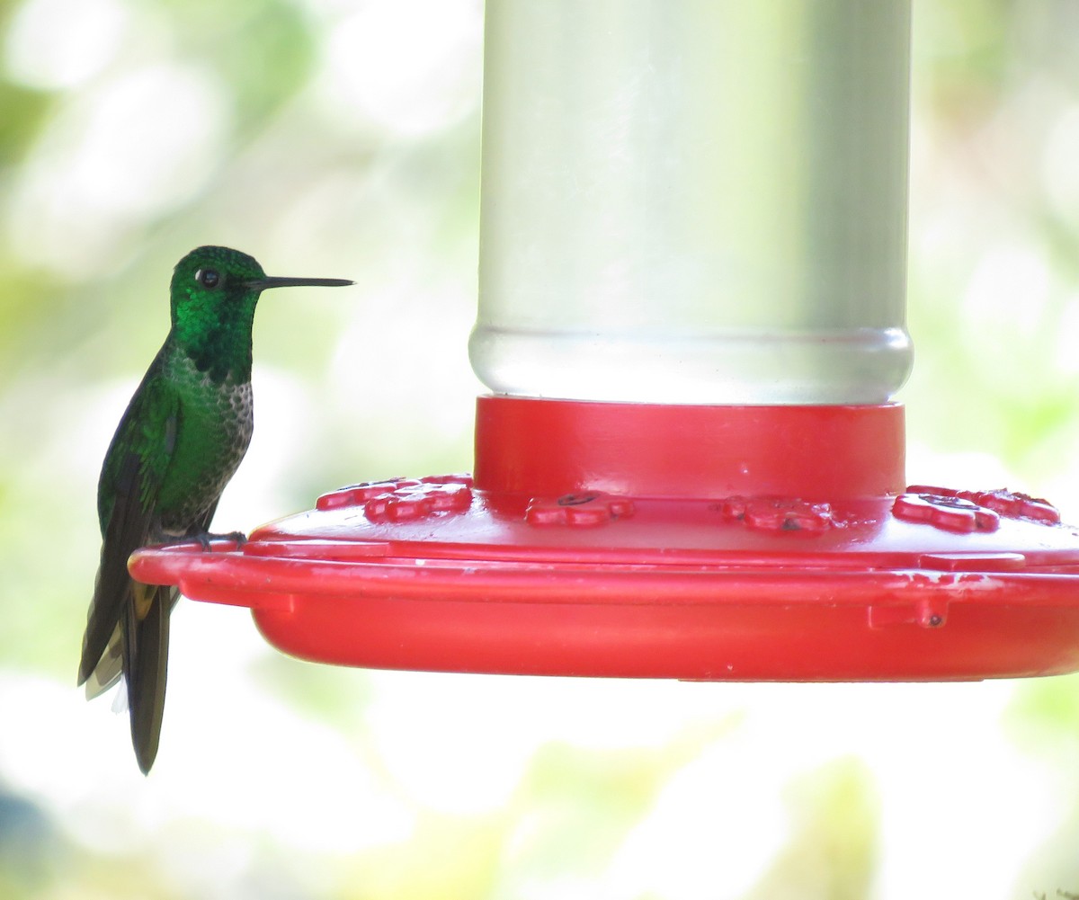 Rufous-vented Whitetip - ML639025231