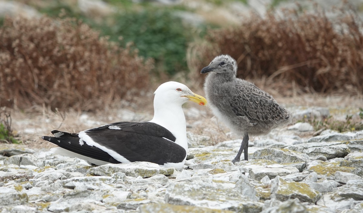 Kelp Gull - ML639025251