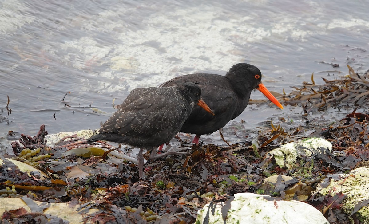 Variable Oystercatcher - ML639025269