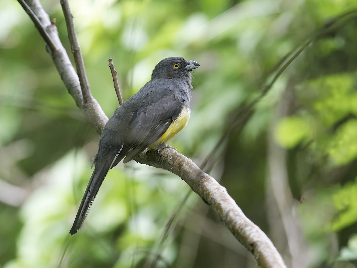 Citreoline Trogon - ML639025304
