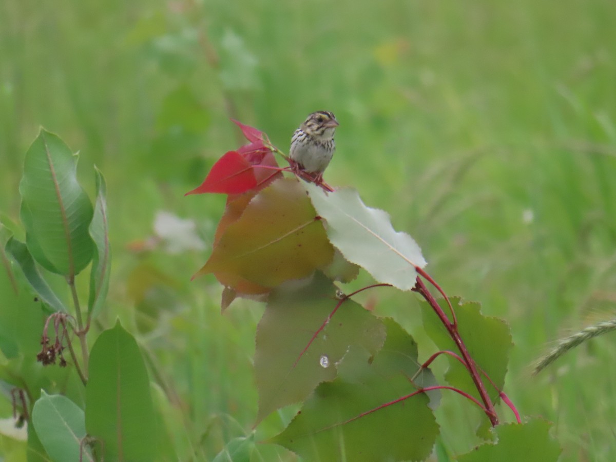 Henslow's Sparrow - ML639025308