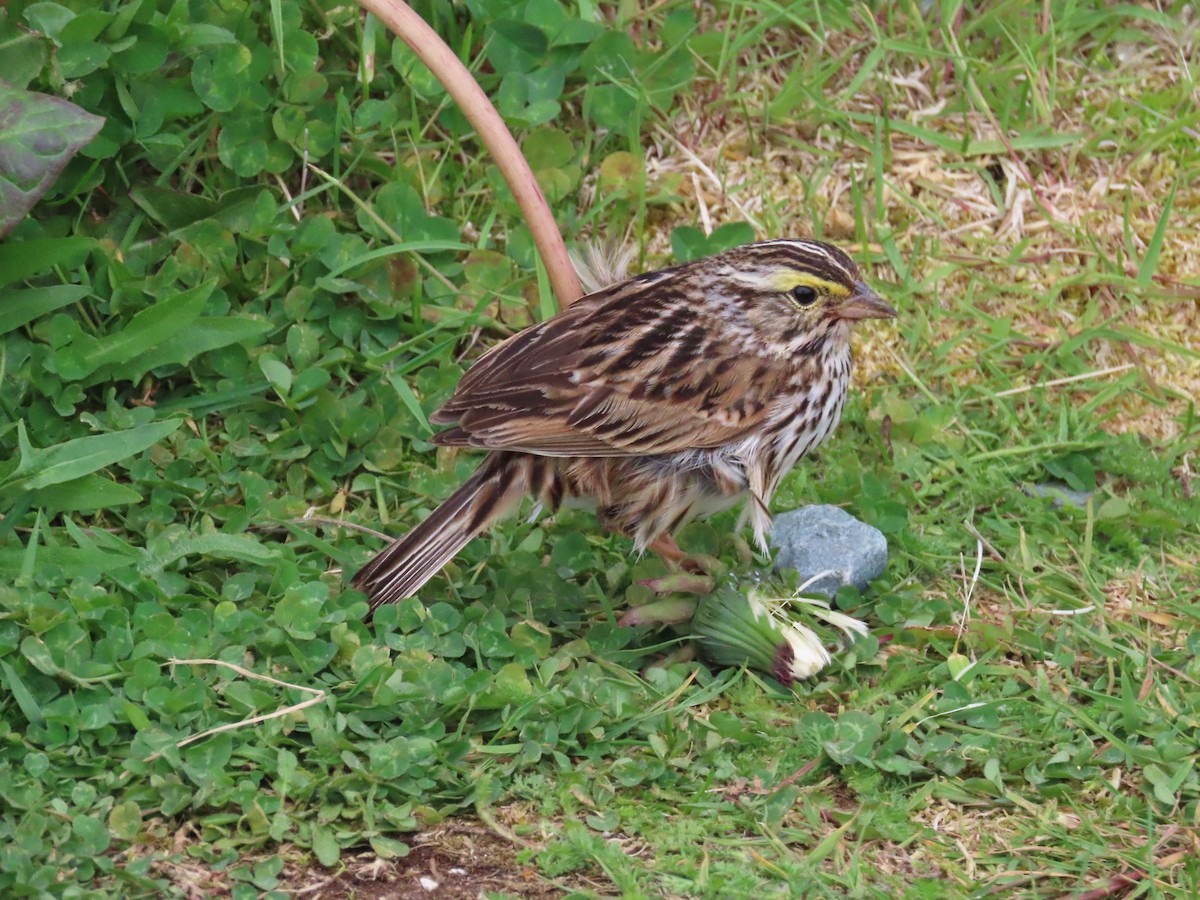 Savannah Sparrow - ML639025309