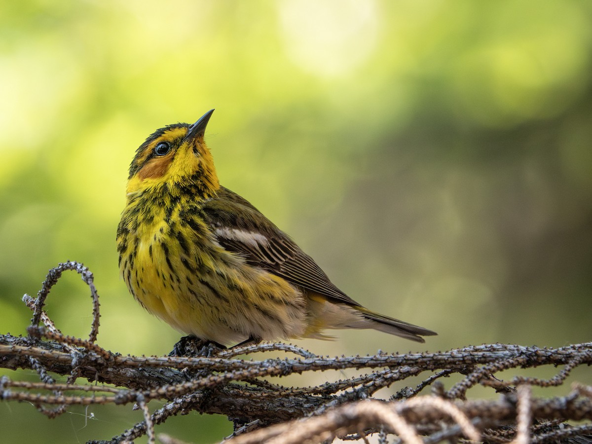 Cape May Warbler - ML639025434