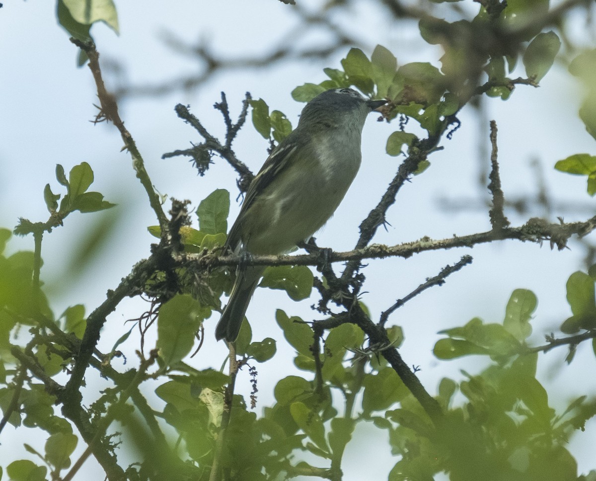 Blue-headed Vireo - ML639025468