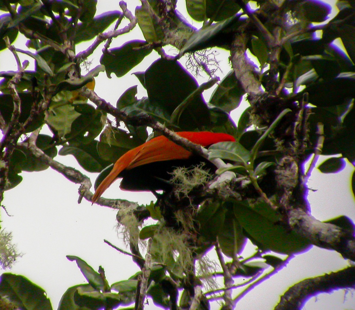 Crested Satinbird - ML639025469