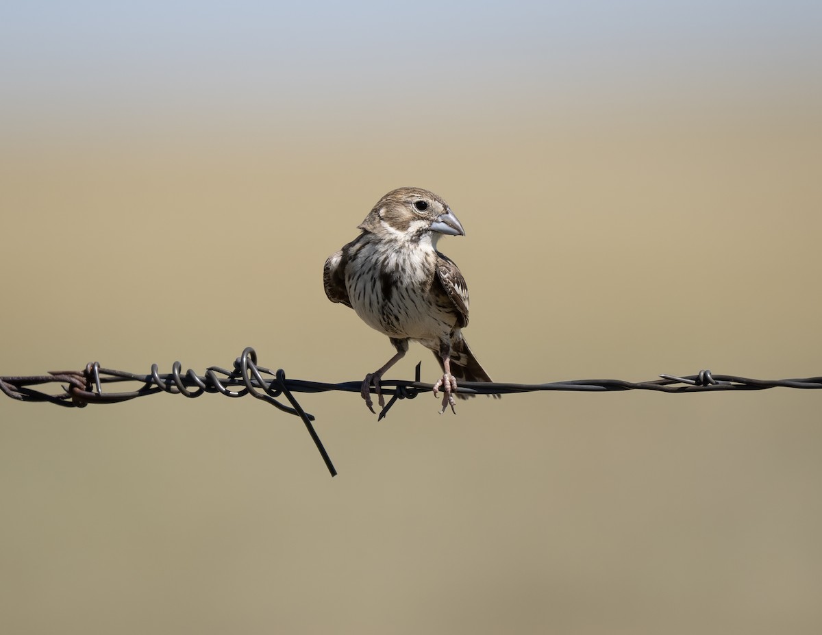 Lark Bunting - ML639025487