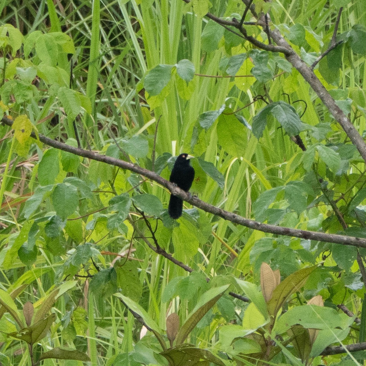 Yellow-billed Cacique (Prevost's) - ML639025558