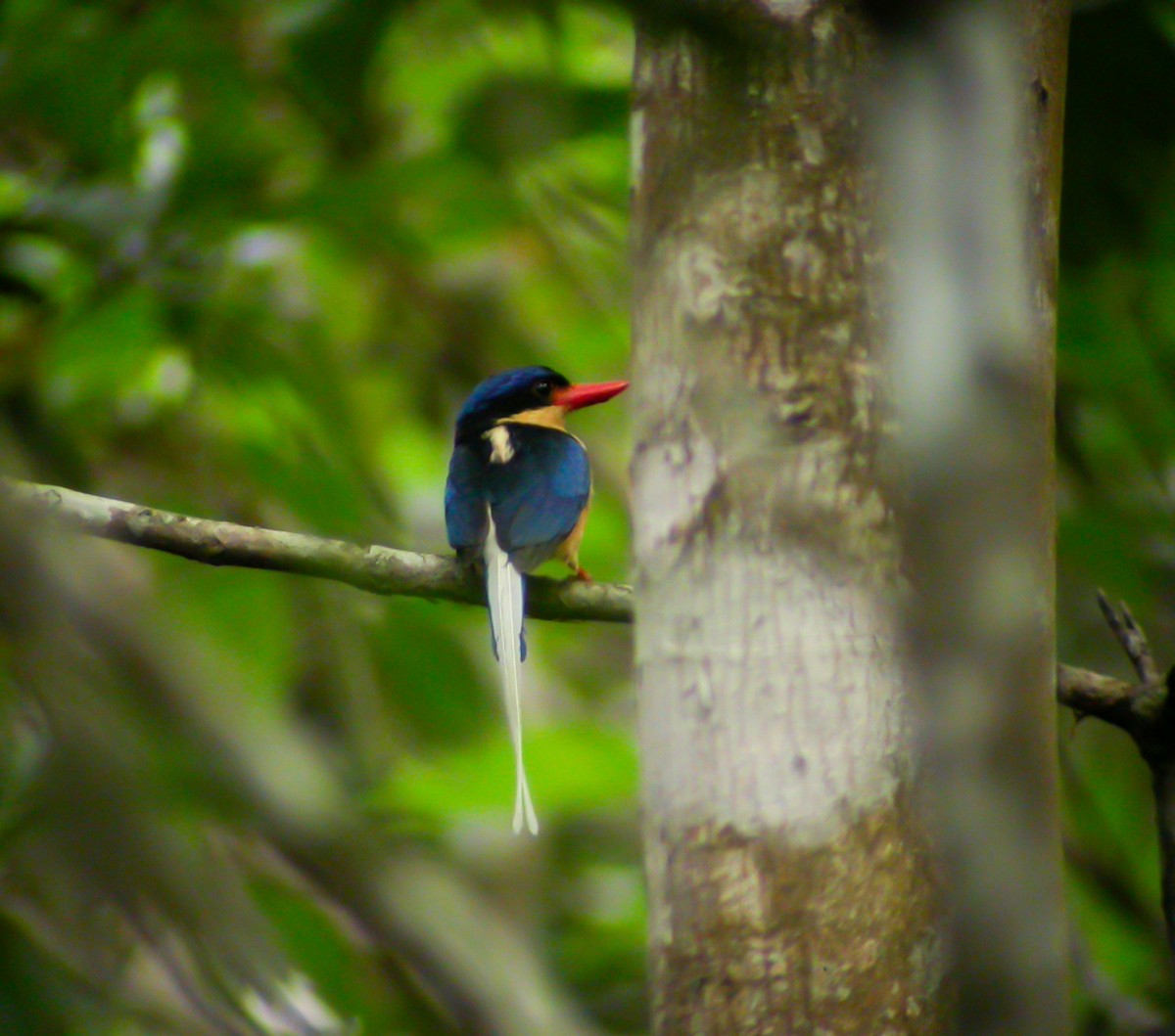 Buff-breasted Paradise-Kingfisher - ML639025654