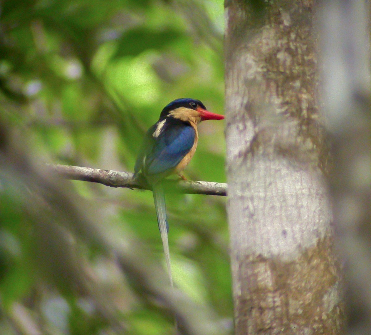 Buff-breasted Paradise-Kingfisher - ML639025656