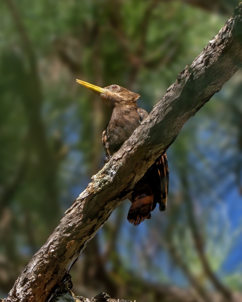Bay Woodpecker - ML639025675