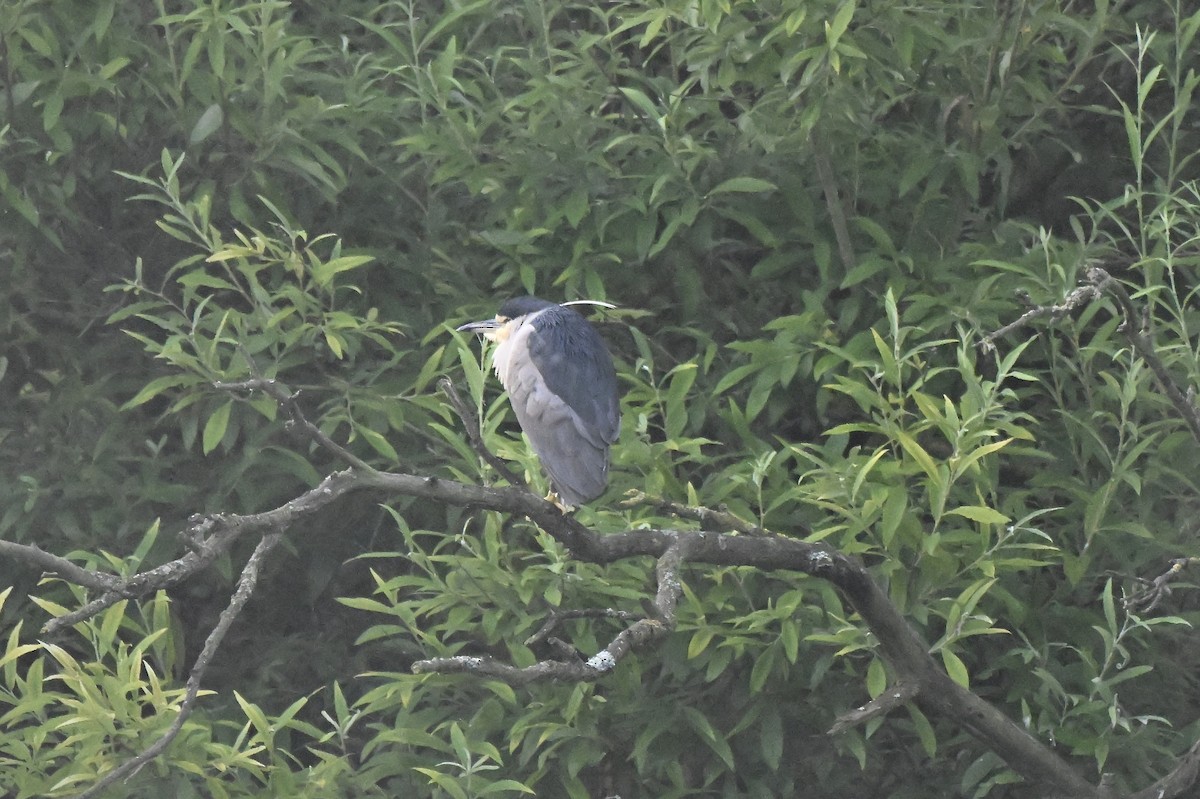 Black-crowned Night Heron - ML639025677