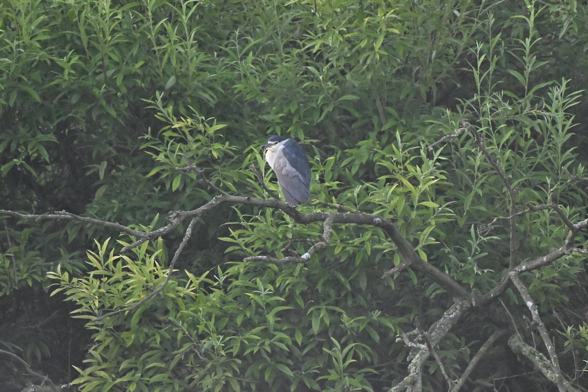 Black-crowned Night Heron - ML639025686