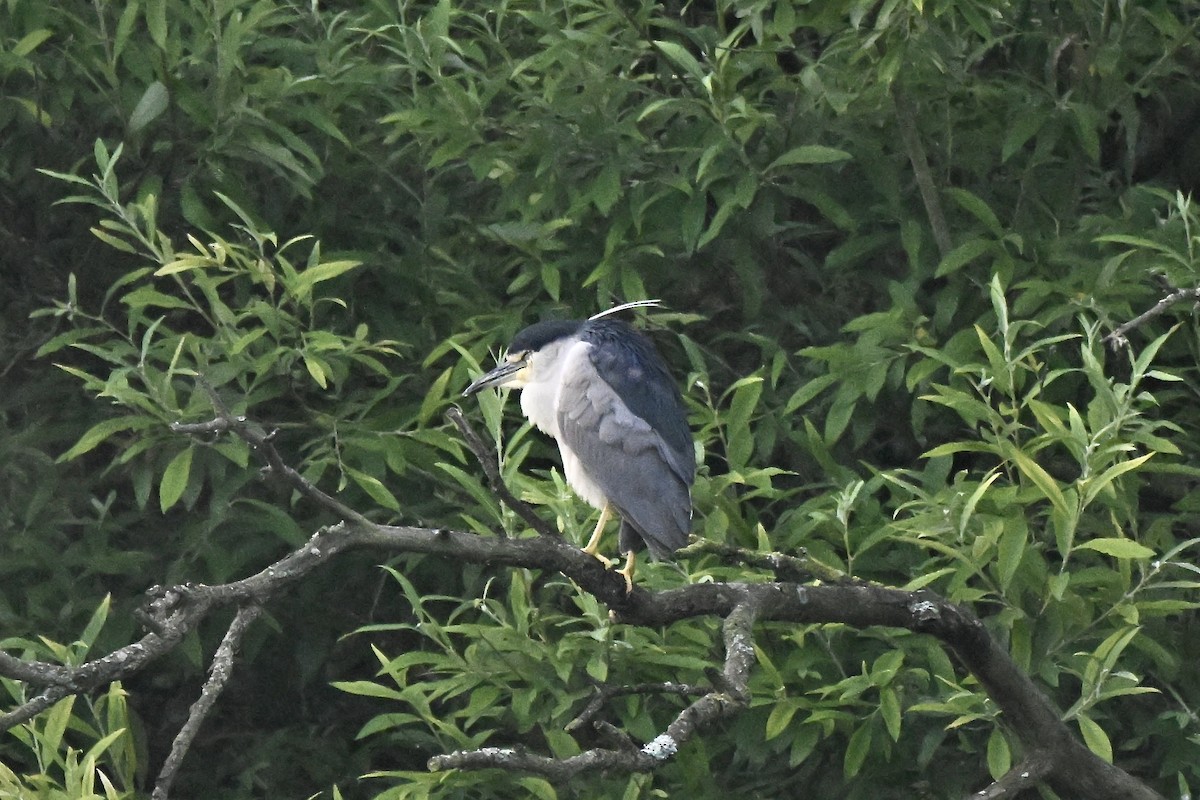 Black-crowned Night Heron - ML639025697