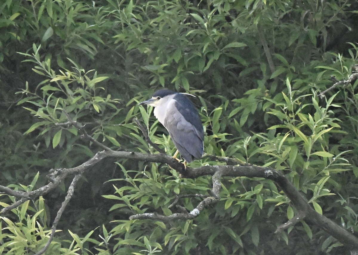 Black-crowned Night Heron - ML639025702