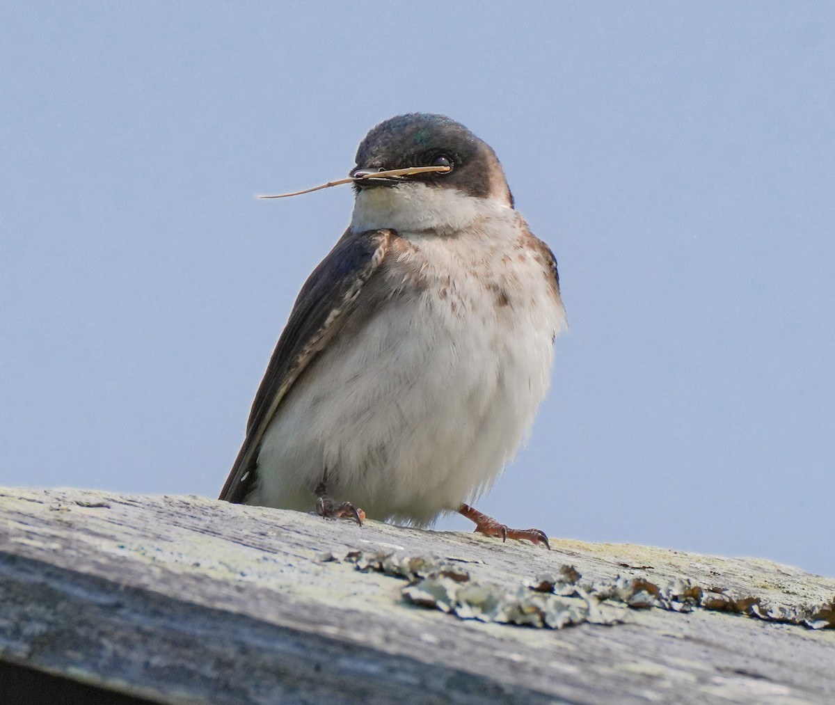 Tree Swallow - ML639025735