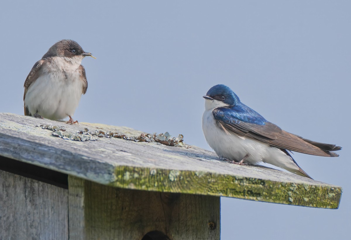 Tree Swallow - ML639025736
