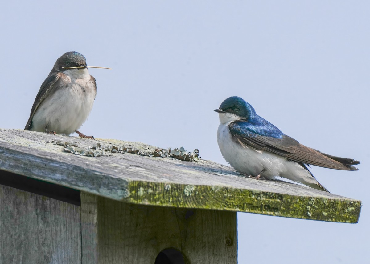 Tree Swallow - ML639025737