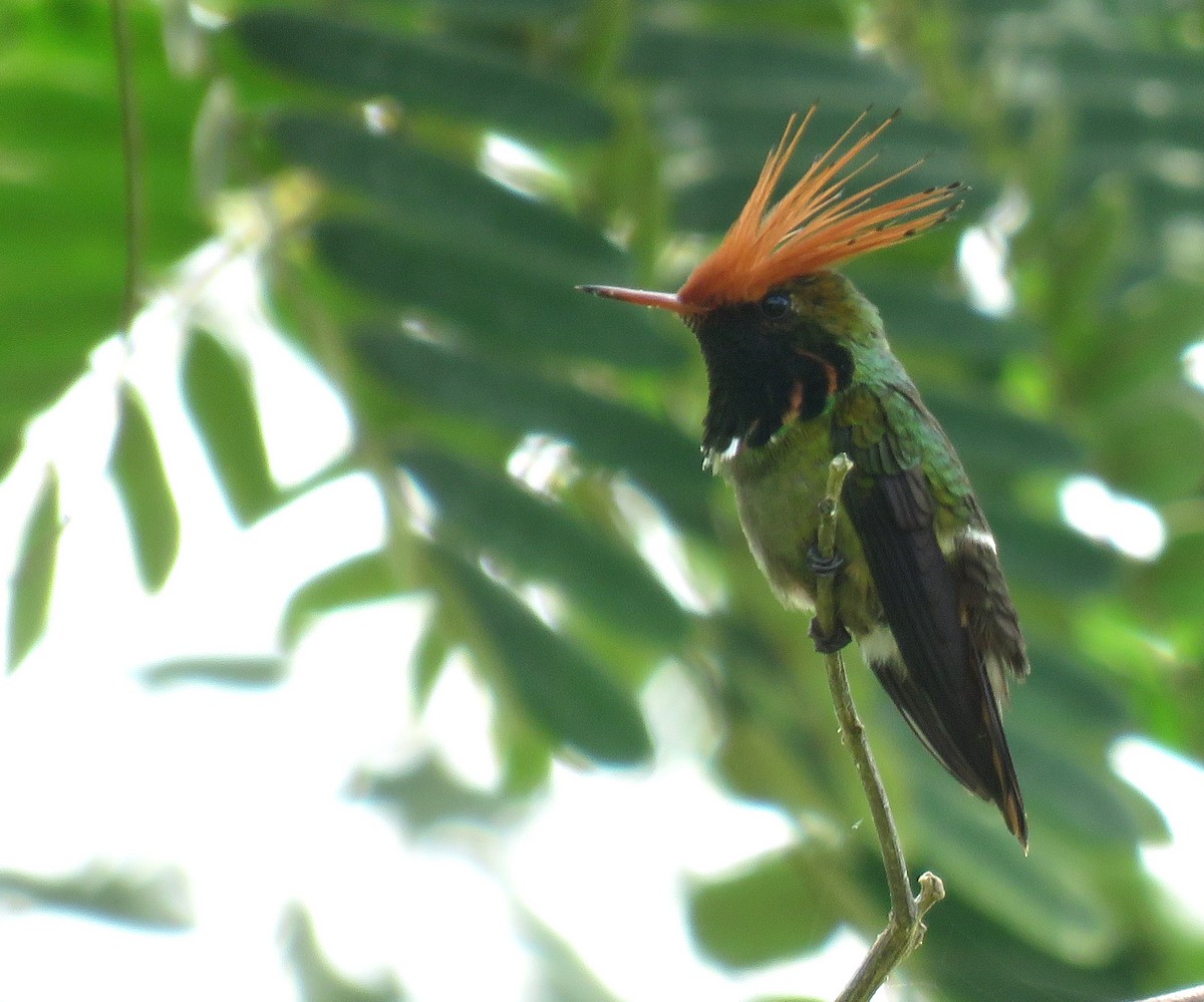 Rufous-crested Coquette - ML639025743