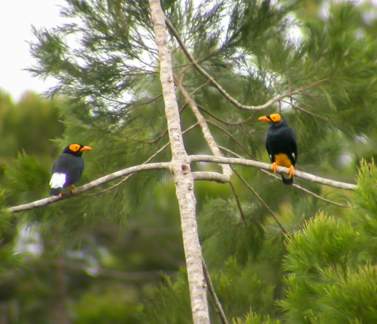 Yellow-faced Myna - ML639025806