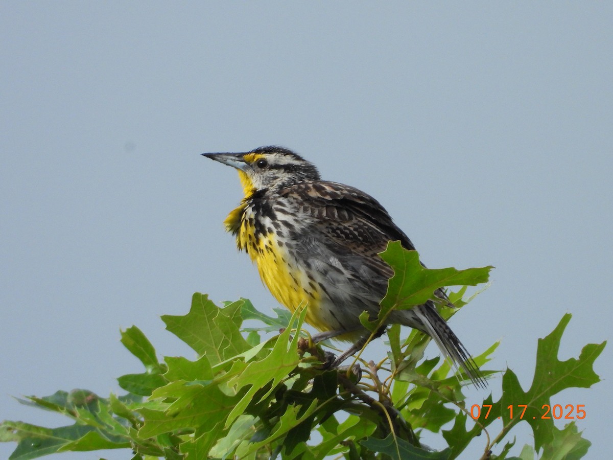 Eastern Meadowlark - ML639025813