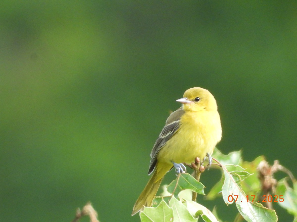 Orchard Oriole - ML639025842