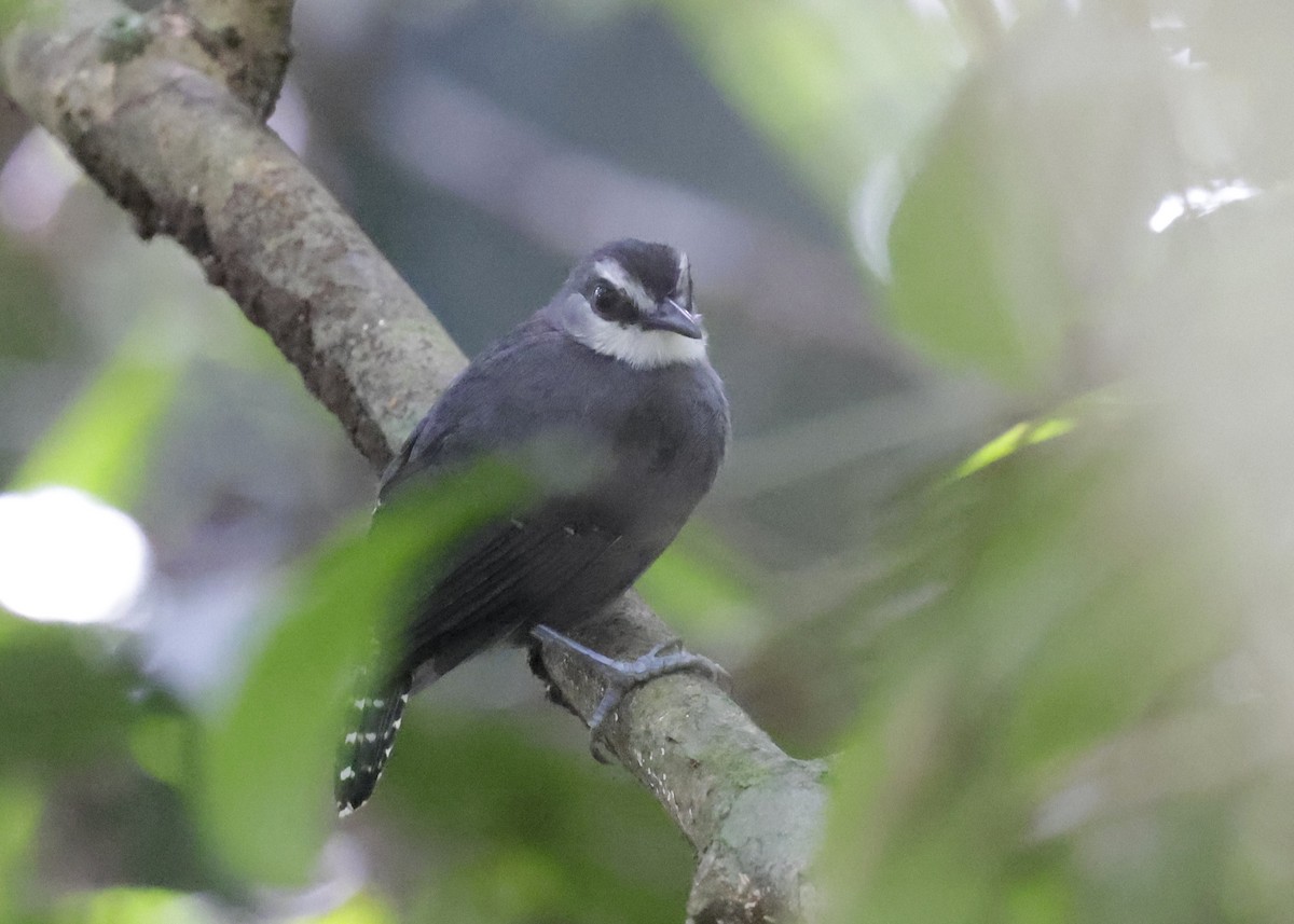 White-throated Antbird - ML639025858