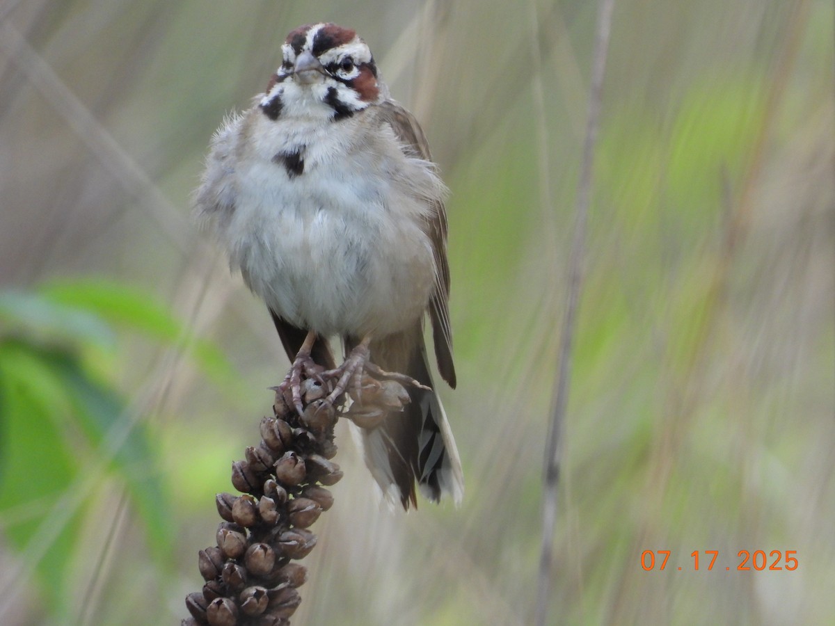 Lark Sparrow - ML639025884