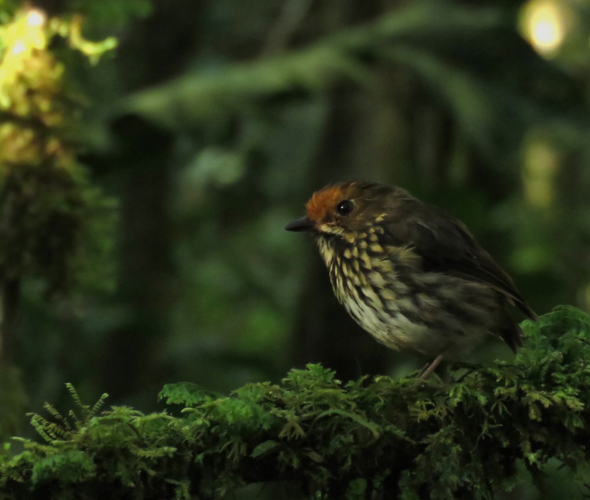 Ochre-fronted Antpitta - ML639025894