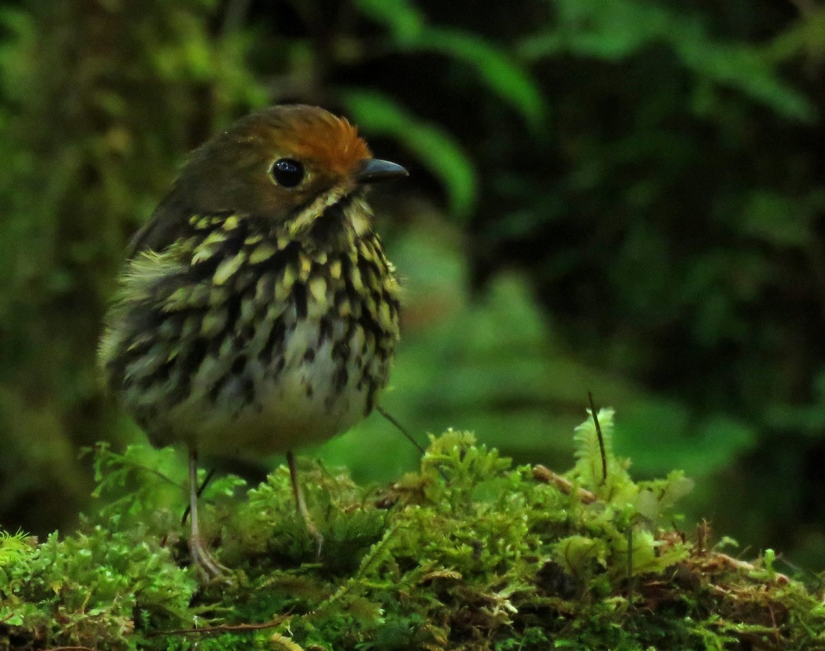 Ochre-fronted Antpitta - ML639025895