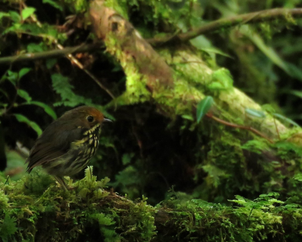 Ochre-fronted Antpitta - ML639025896