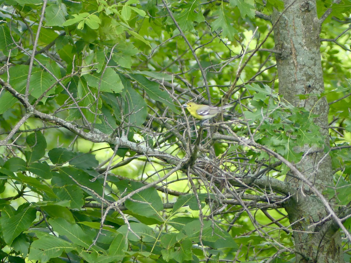 Yellow-throated Vireo - ML639025918