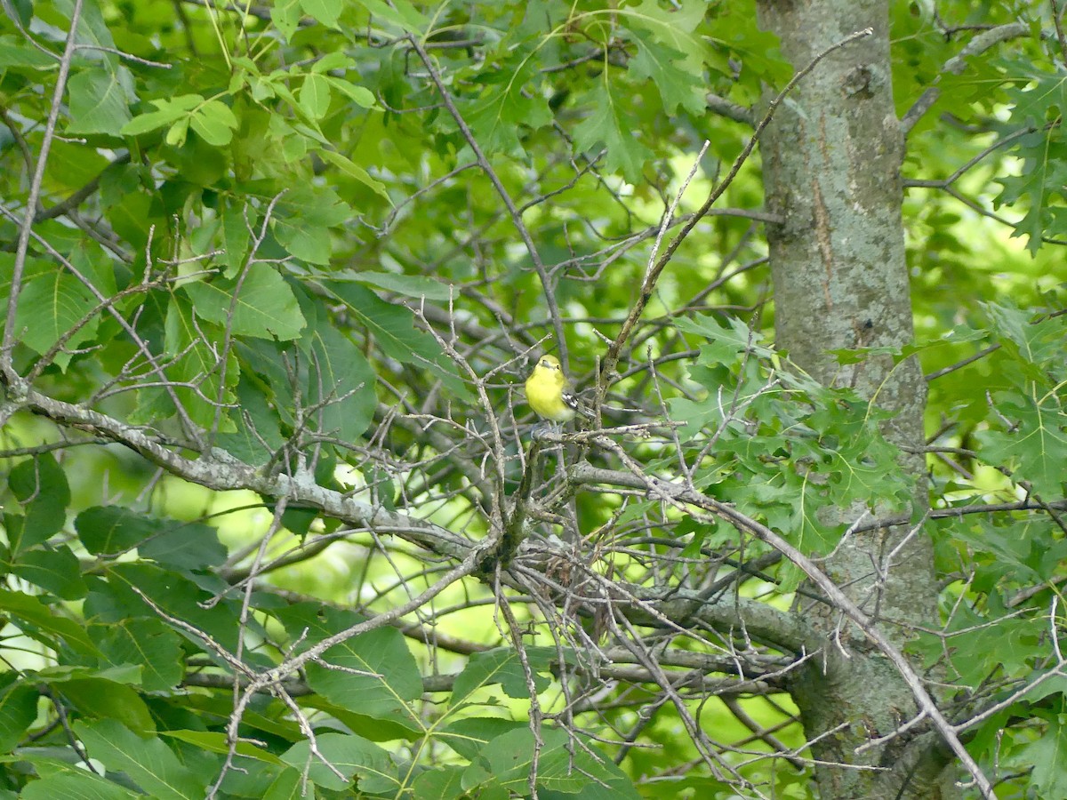 Yellow-throated Vireo - ML639025919