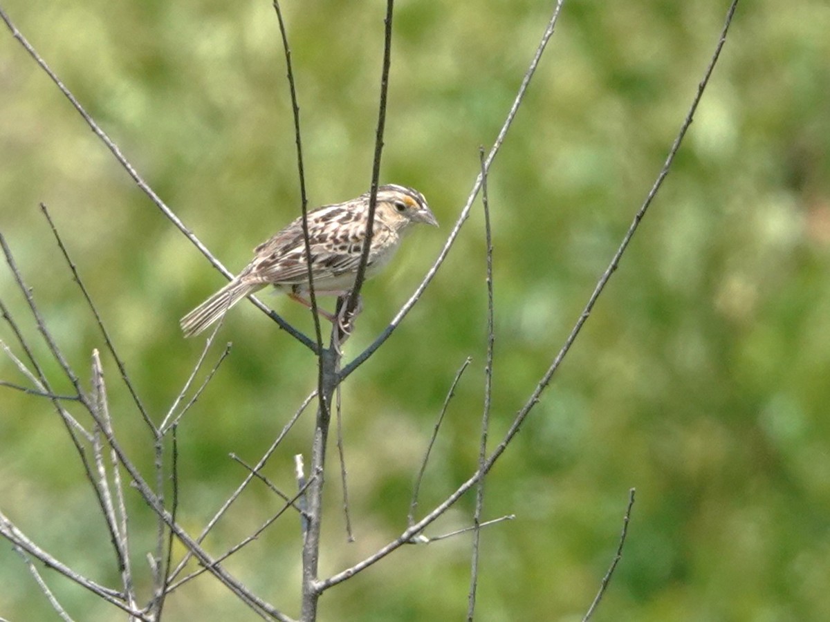 Grasshopper Sparrow - ML639025930