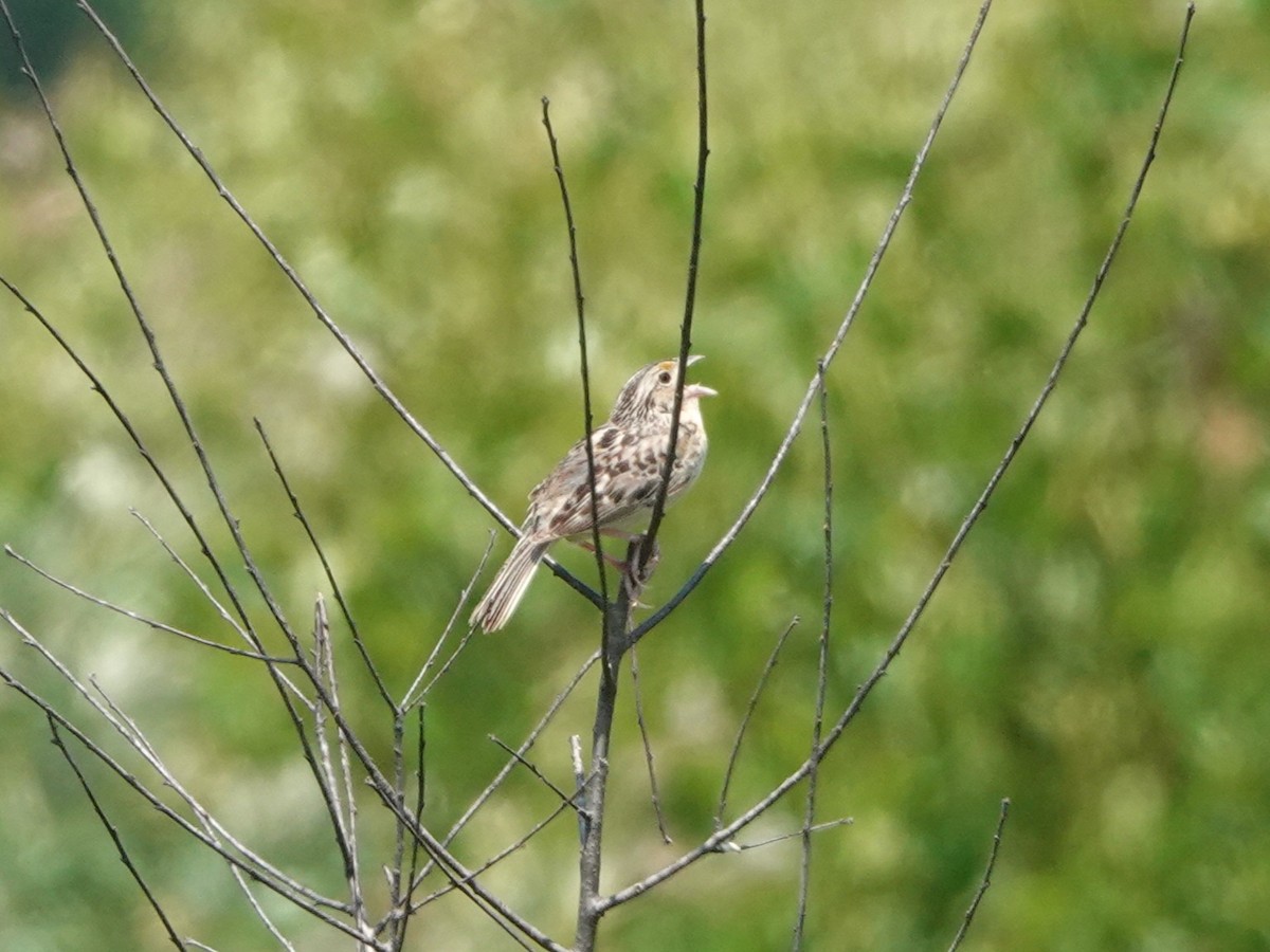 Grasshopper Sparrow - ML639025931