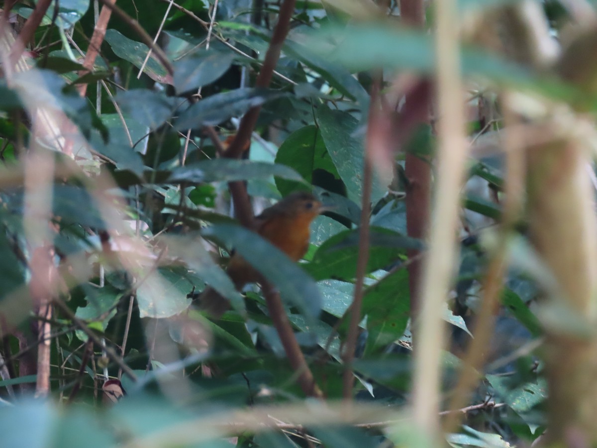 Dusky Antbird - ML639025973