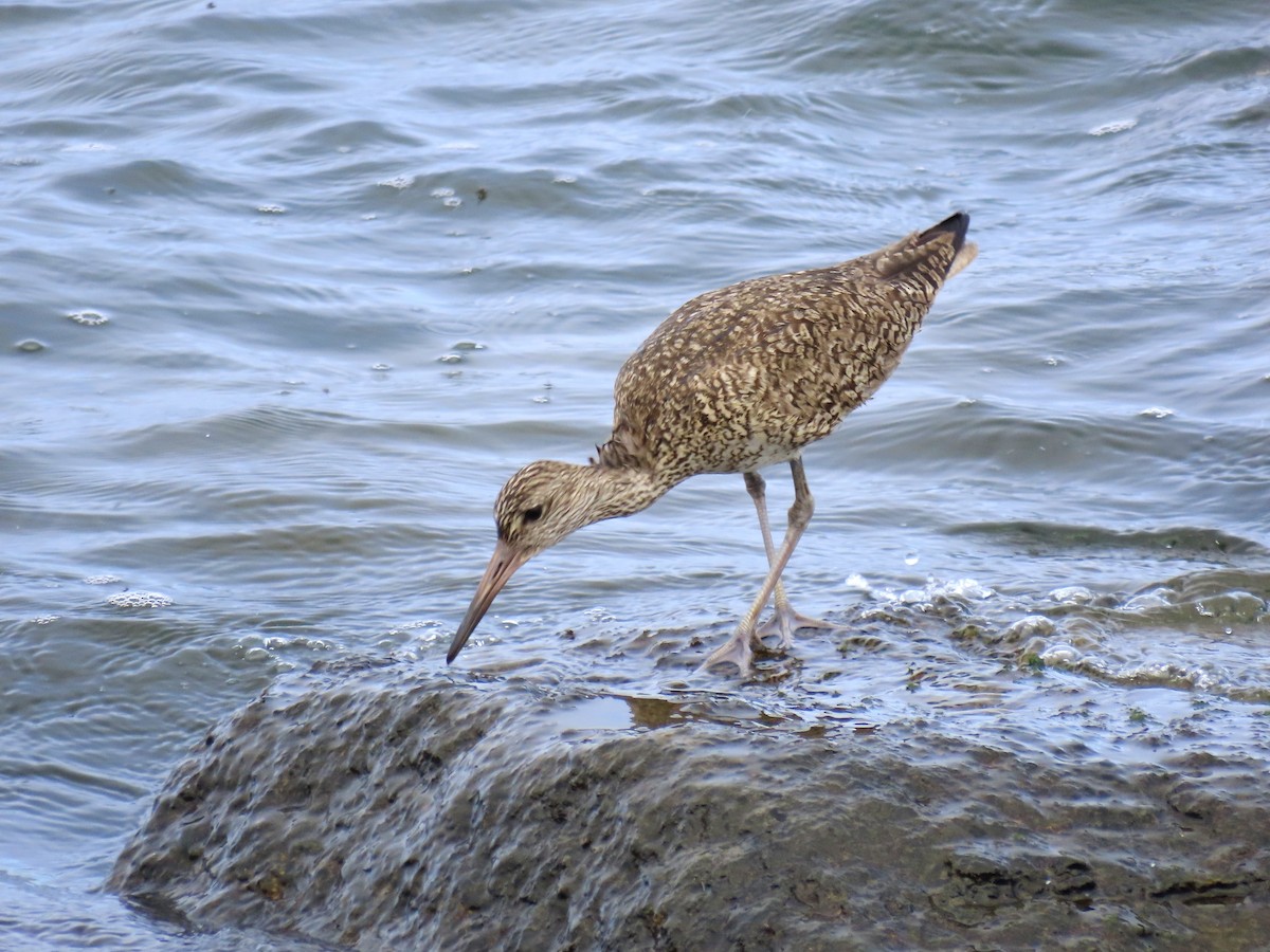 Willet (Eastern) - ML639026028