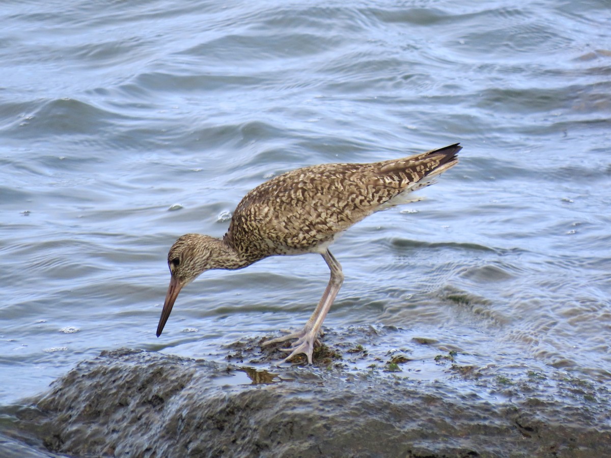 Willet (Eastern) - ML639026032