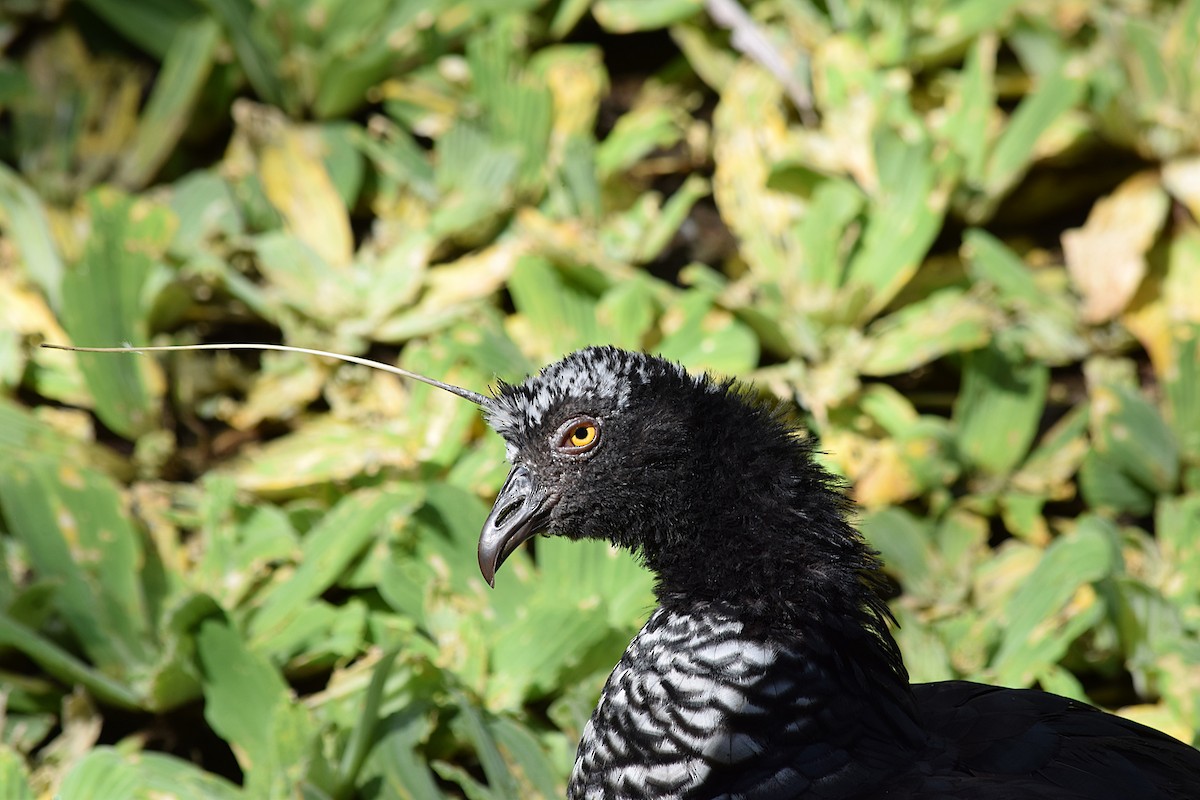 Horned Screamer - ML639026098