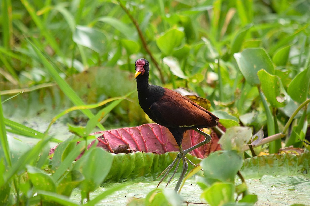 Wattled Jacana - ML639026113