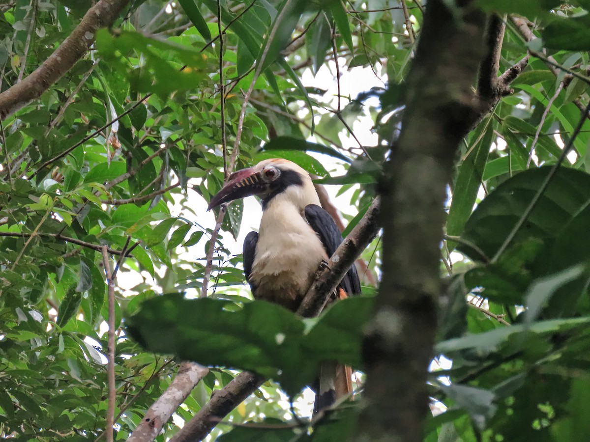 Visayan Hornbill - ML639026118