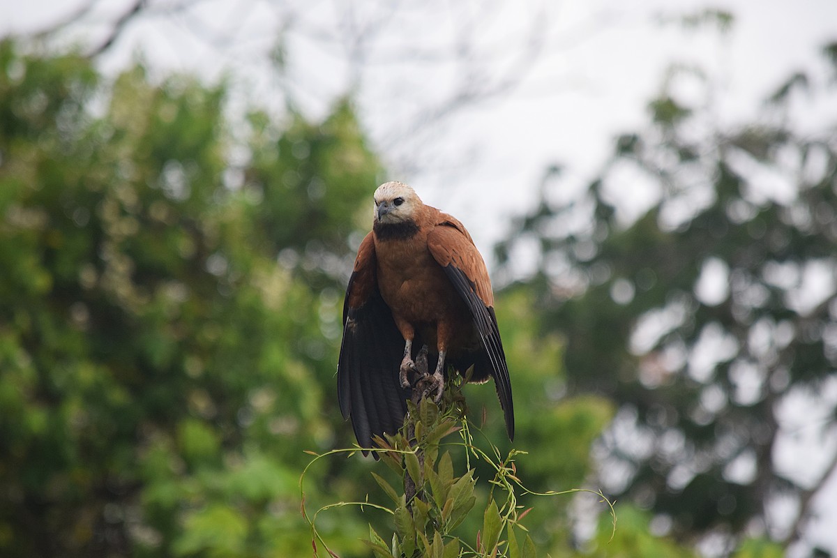 Black-collared Hawk - ML639026136