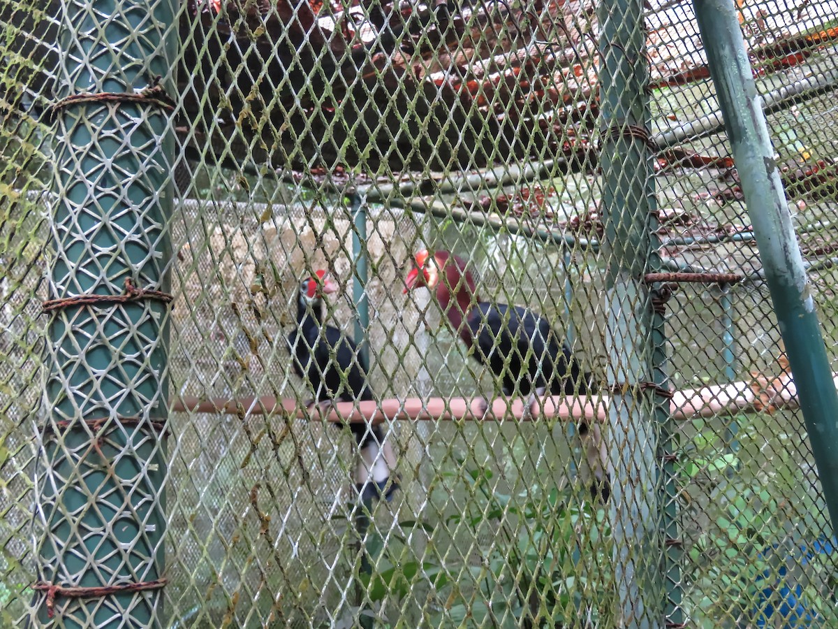 Writhe-billed Hornbill - ML639026147