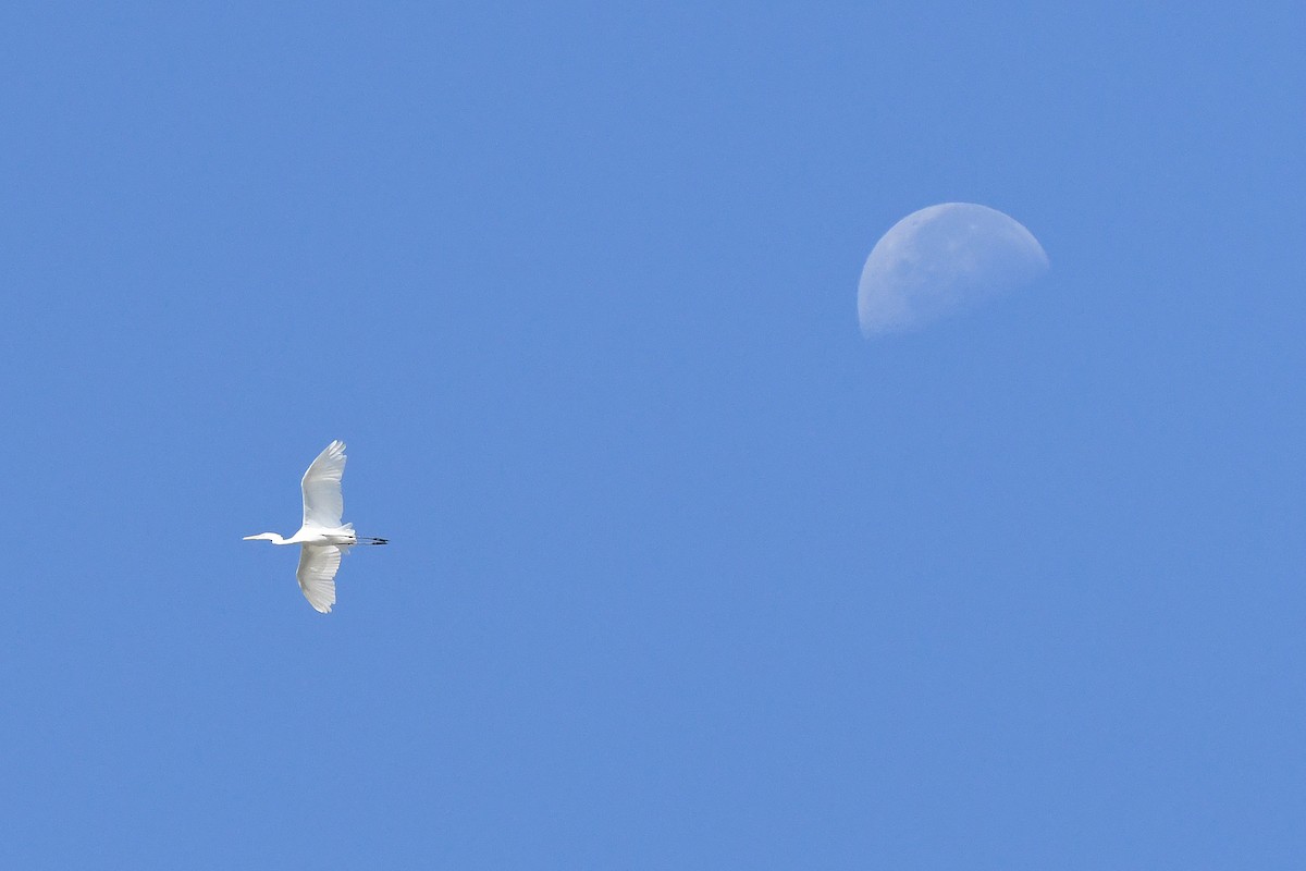Great Egret - ML639026265